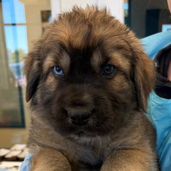 Newnan -  Shar Pei and Australian Shepherd Dog for Adoption in Nashville, Tennessee - Newnan | PetCurious