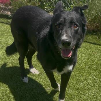 Leah-BC-Stray -  Border Collie Dog Available for Adoption in Idaho Falls, Idaho - Leah-BC-Stray | PetCurious