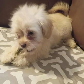 Terrier Dogs Available for Adoption in Houston, Texas - Daphne | PetCurious