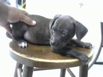 MARTIN -  Pit Bull Terrier and Labrador Retriever Dog for Adoption in Pasadena, Texas - MARTIN | PetCurious