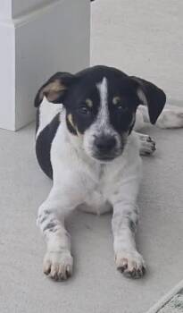 Mico -  Terrier Dog for Adoption in Greenville, North Carolina - Mico | PetCurious