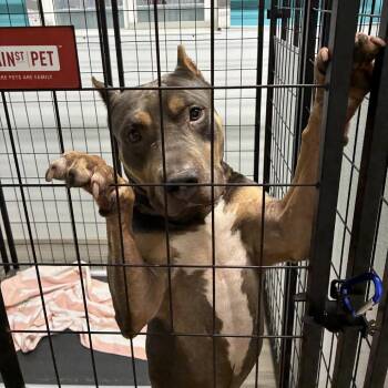 Monster Truck -  Pit Bull Terrier Dog for Adoption in St. Louis, Missouri - Monster Truck | PetCurious