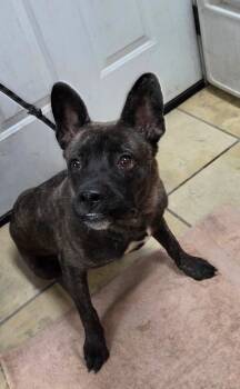 Tombstone -  Dutch Shepherd and French Bulldog Dog for Adoption in El Centro, California - Tombstone | PetCurious
