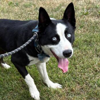 Ghost -  Husky Dog for Adoption in Crookston, Minnesota - Ghost | PetCurious