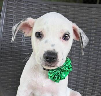 Boss Baby -  Cattle Dog and Bulldog Dog for Adoption in Ozark, Alabama - Boss Baby | PetCurious