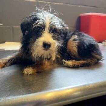 TUSC-Stray-84907 -  Terrier and Mixed Breed Dog for Adoption in Tuscaloosa, Alabama - TUSC-Stray-84907 | PetCurious