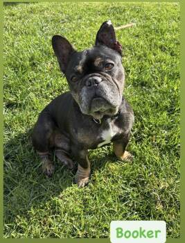 French Bulldog Dogs Available for Adoption - Booker | PetCurious