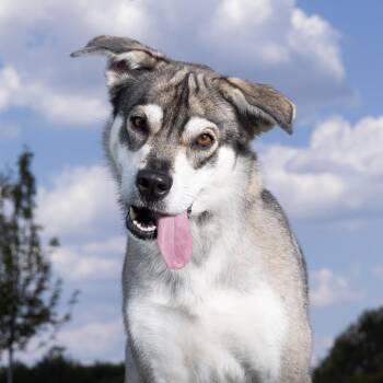Belly -  Husky Dog for Adoption in Franklin, Tennessee - Belly | PetCurious