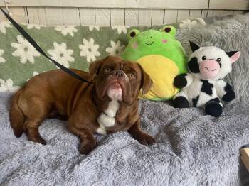 English Bulldog and Pekingese Dogs Available for Adoption - Bear | PetCurious