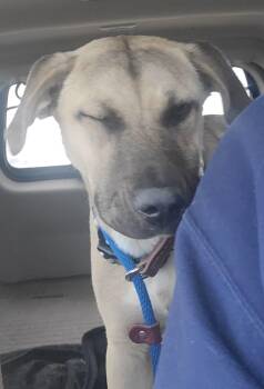 Rescue Black Mouth Cur and Labrador Retriever Dogs for Adoption in Sioux City, Iowa - Susie | PetCurious