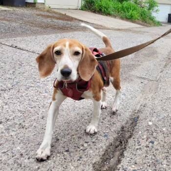 Cass -  Beagle Dog for Adoption in Nowata, Oklahoma - Cass | PetCurious