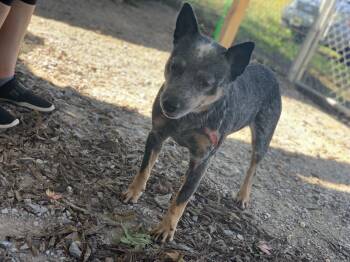 Jack Irwin -  Cattle Dog Dog for Adoption in Murray, Kentucky - Jack Irwin | PetCurious