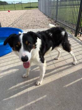 Maverick -  Australian Shepherd Dog for Adoption in Seward, Nebraska - Maverick | PetCurious