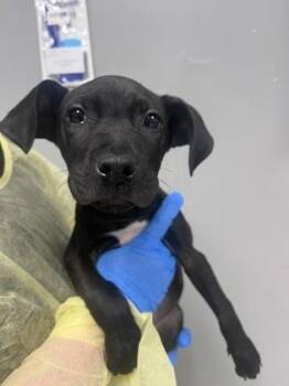 Terrier and Mixed Breed Dogs Available for Adoption - Bolt | PetCurious