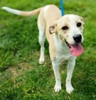 Mixed Breed Dogs Available for Adoption in Cincinnati, Ohio - Gypsy | PetCurious