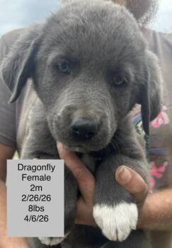 Great Pyrenees Dogs Available for Adoption in Colorado Springs, Colorado - Dragonfly | PetCurious