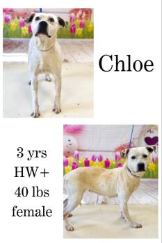 Rescue American Bulldog Dogs for Adoption in Albany, Georgia - Chloe | PetCurious