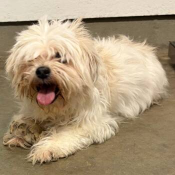 Rose -  Maltese and Mixed Breed Dog for Adoption in Spring Hill, Kansas - Rose | PetCurious