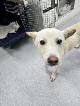 COOPER -  Jindo Dog for Adoption in Johns Creek, Georgia - COOPER | PetCurious