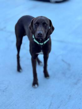 Rescue Labradoodle and Boxer Dogs for Adoption in Hackensack, Minnesota - Buckley | PetCurious