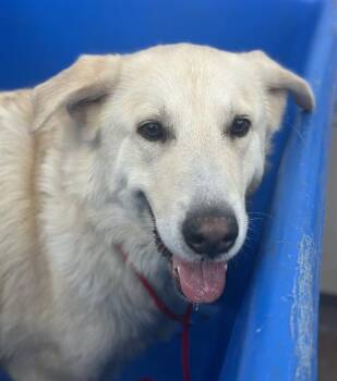 Rescue Great Pyrenees and Mixed Breed Dogs for Adoption in Dallas, Texas - BINGO | PetCurious