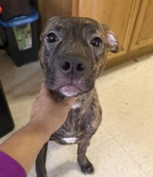 Mixed Breed Dogs Available for Adoption - Calla (p) | PetCurious