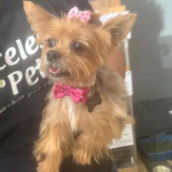 Dorothy - Chino Hills Location -  Yorkshire Terrier Dog for Adoption in Chino Hills, California - Dorothy - Chino Hills Location | PetCurious