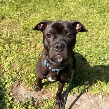 Pit Bull Terrier Dogs Available for Adoption in White Oak, Pennsylvania - Nugget | PetCurious