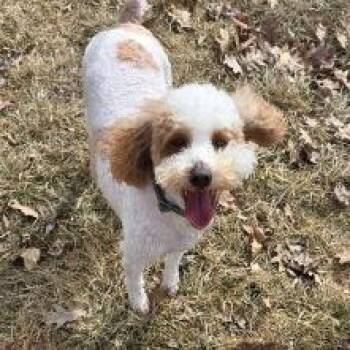 Standard Poodle and Mixed Breed Dogs Available for Adoption - Wilma | PetCurious