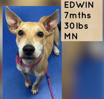 Rescue Retriever Dogs for Adoption in Holbrook, New York - EDWIN | PetCurious