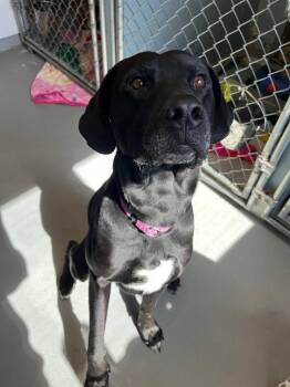 Labrador Retriever and Mixed Breed Dogs Available for Adoption - Lox | PetCurious