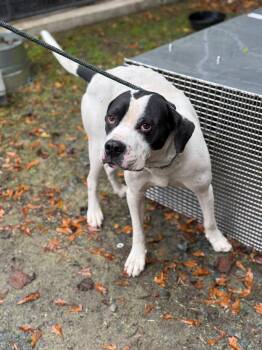 Pioneer -  Mixed Breed Dog for Adoption in Elizabethtown, North Carolina - Pioneer | PetCurious