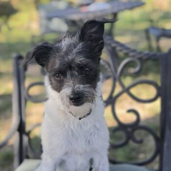 Daphne -  Yorkshire Terrier and Smooth Fox Terrier Dog for Adoption in Boerne, Texas - Daphne | PetCurious