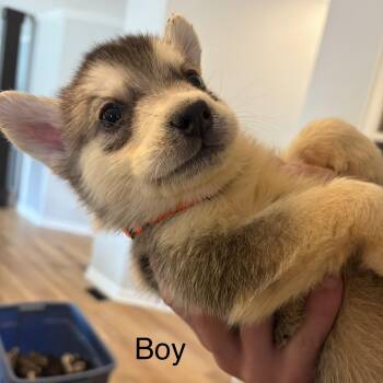 Brady -  Siberian Husky and German Shepherd Dog Dog Available for Adoption in Brentwood, Tennessee - Brady | PetCurious