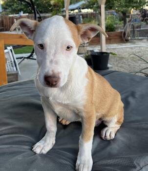 Rescue Pit Bull Terrier and Border Collie Dogs for Adoption in Incline Village, Nevada - Spice Aka Pretty Girl | PetCurious