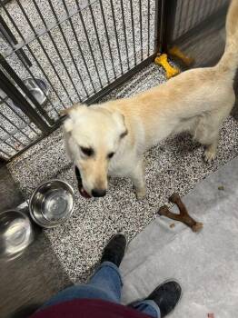 Labrador Retriever Dogs Available for Adoption - Airbud | PetCurious