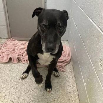 Rocky -  Pit Bull Terrier and Mixed Breed Dog for Adoption in Lake Havasu City, Arizona - Rocky | PetCurious