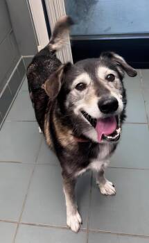 Kanin -  Mixed Breed Dog for Adoption in Nashville, Tennessee - Kanin | PetCurious