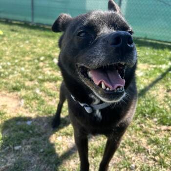 Mixed Breed Dogs Available for Adoption in Harrisonburg, Virginia - Oscar | PetCurious