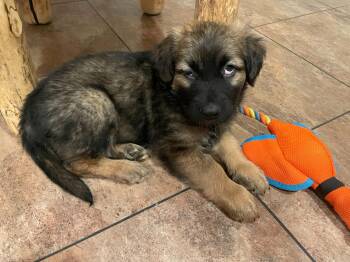 Dutch Shepherd Dogs Available for Adoption in Cincinnati, Ohio - Channing | PetCurious