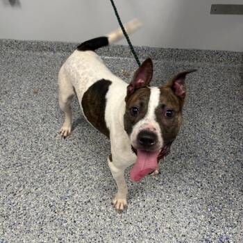 Pizza Roll -  Mixed Breed Dog for Adoption in Greenville, South Carolina - Pizza Roll | PetCurious