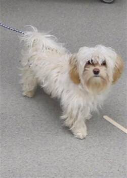 SCHMOOTZ -  Maltese and Mixed Breed Dog for Adoption in Omaha, Nebraska - SCHMOOTZ | PetCurious