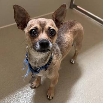 Nanerz -  Chihuahua Dog for Adoption in Walnut Creek, California - Nanerz | PetCurious