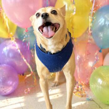 Terrier and Chihuahua Dogs Available for Adoption in Fresno, California - Maximus (Max) | PetCurious