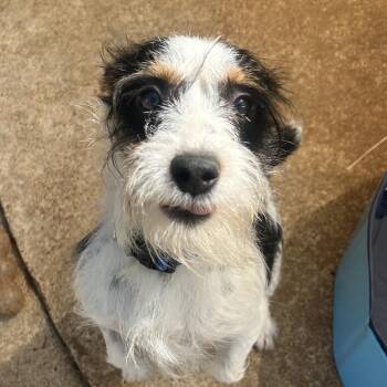 Yorkshire Terrier and Miniature Schnauzer Dogs Available for Adoption in Manchester, New Hampshire - Dash In NH! Come Meet Our Adoptable Dogs Wed-Sat, More Info In B | PetCurious