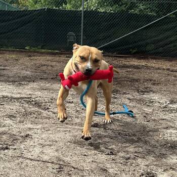 Mumbo -  Pit Bull Terrier Dog for Adoption in Newark, New Jersey - Mumbo | PetCurious