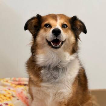 Dooley -  Catahoula Leopard Dog and Siberian Husky Dog for Adoption in Kanab, Utah - Dooley | PetCurious