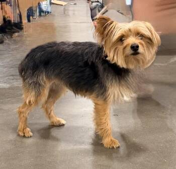 Max -  Yorkshire Terrier Dog for Adoption in Baker, Louisiana - Max | PetCurious