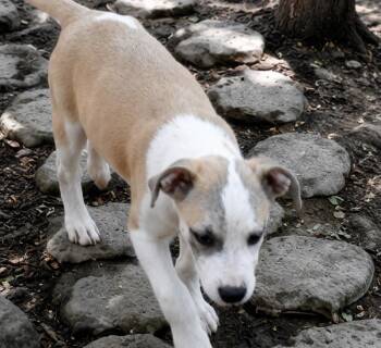 Indigo -  Pointer and Labrador Retriever Dog for Adoption in Batesville, Arkansas - Indigo | PetCurious