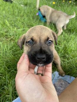 Neptune -  Golden Retriever and German Shepherd Dog Dog for Adoption in Newnan, Georgia - Neptune | PetCurious